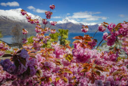 New Zealand 2025 (1 group) (3/66)